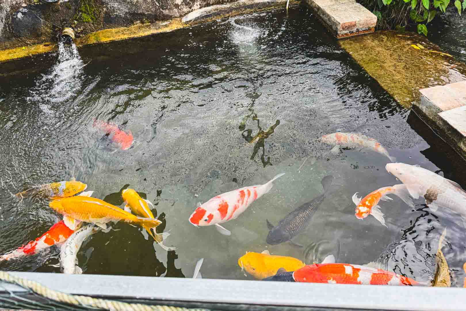棗莊古藝庭園膳坊, 棗莊菜單, 棗莊推薦, 棗莊評價, 棗莊訂位, 棗莊停車, 苗栗美食