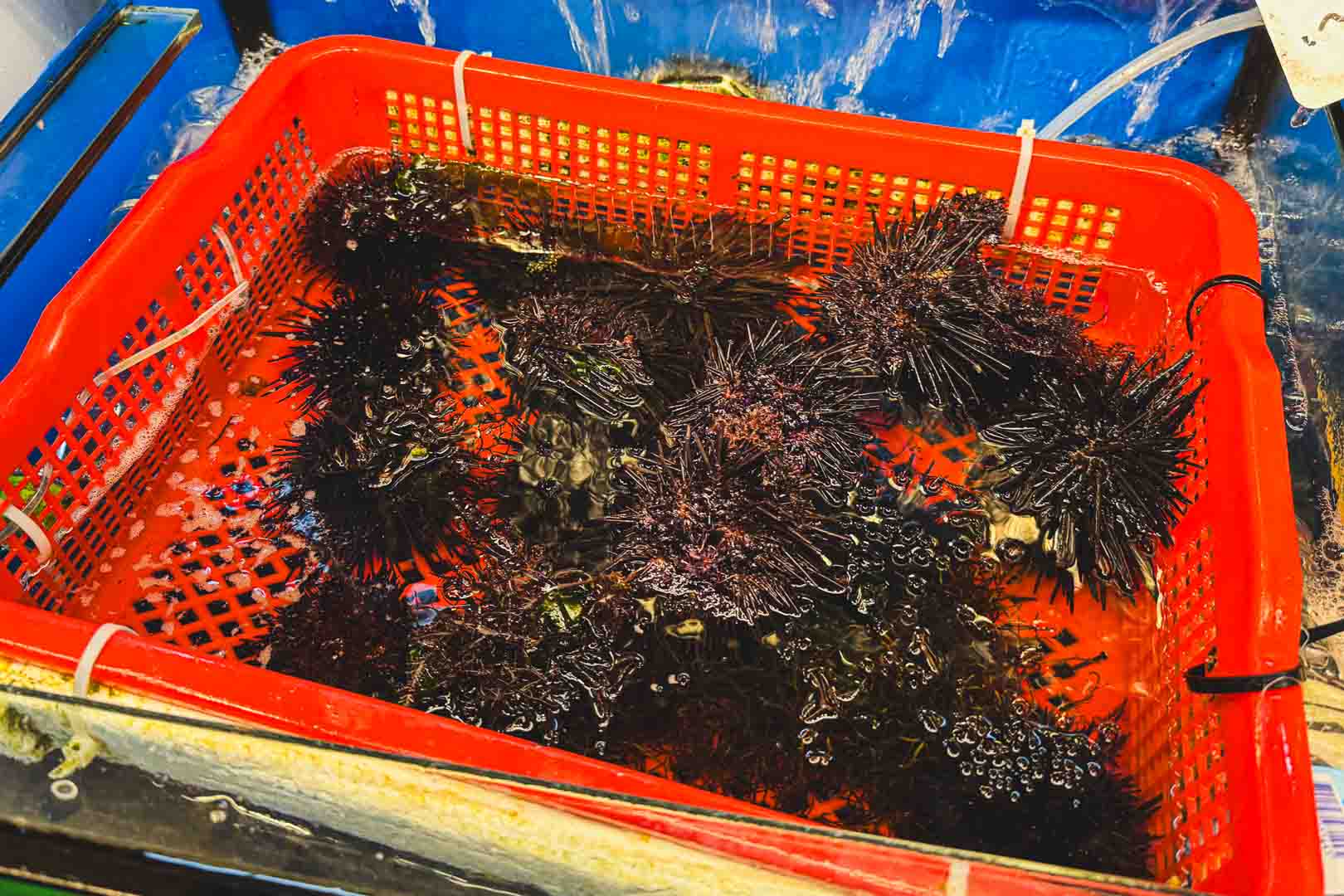 麗雪姨海鮮快炒代客料理, 麗雪姨海鮮快炒代客料理菜單, 麗雪姨海鮮快炒代客料理推薦, 麗雪姨海鮮快炒代客料理評價, 大溪漁港, 大溪漁港停車, 宜蘭美食, 頭城美食