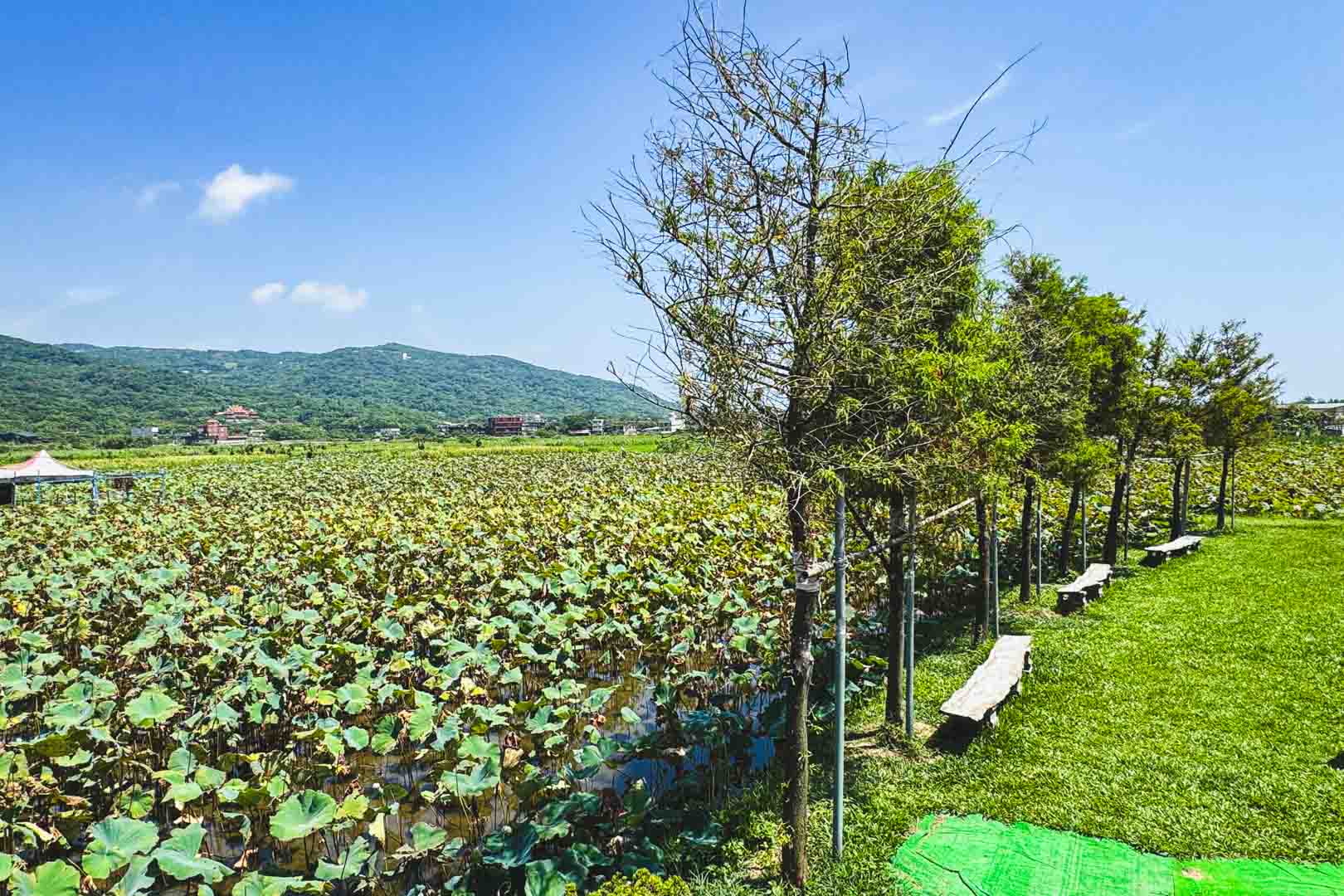 小鶴野田茶水, 小鶴野田茶水 釣蝦, 小鶴野田茶水 免費入園, 金山景點, 新北景點