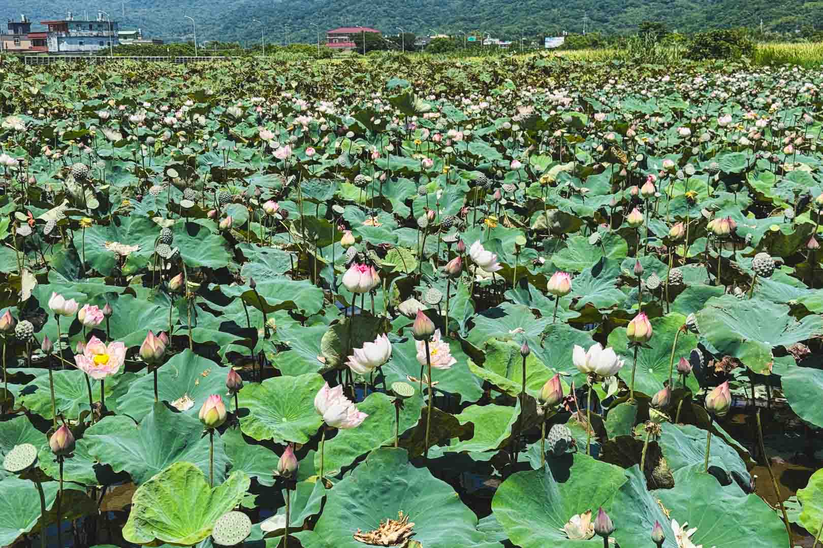 小鶴野田茶水, 小鶴野田茶水 釣蝦, 小鶴野田茶水 免費入園, 金山景點, 新北景點