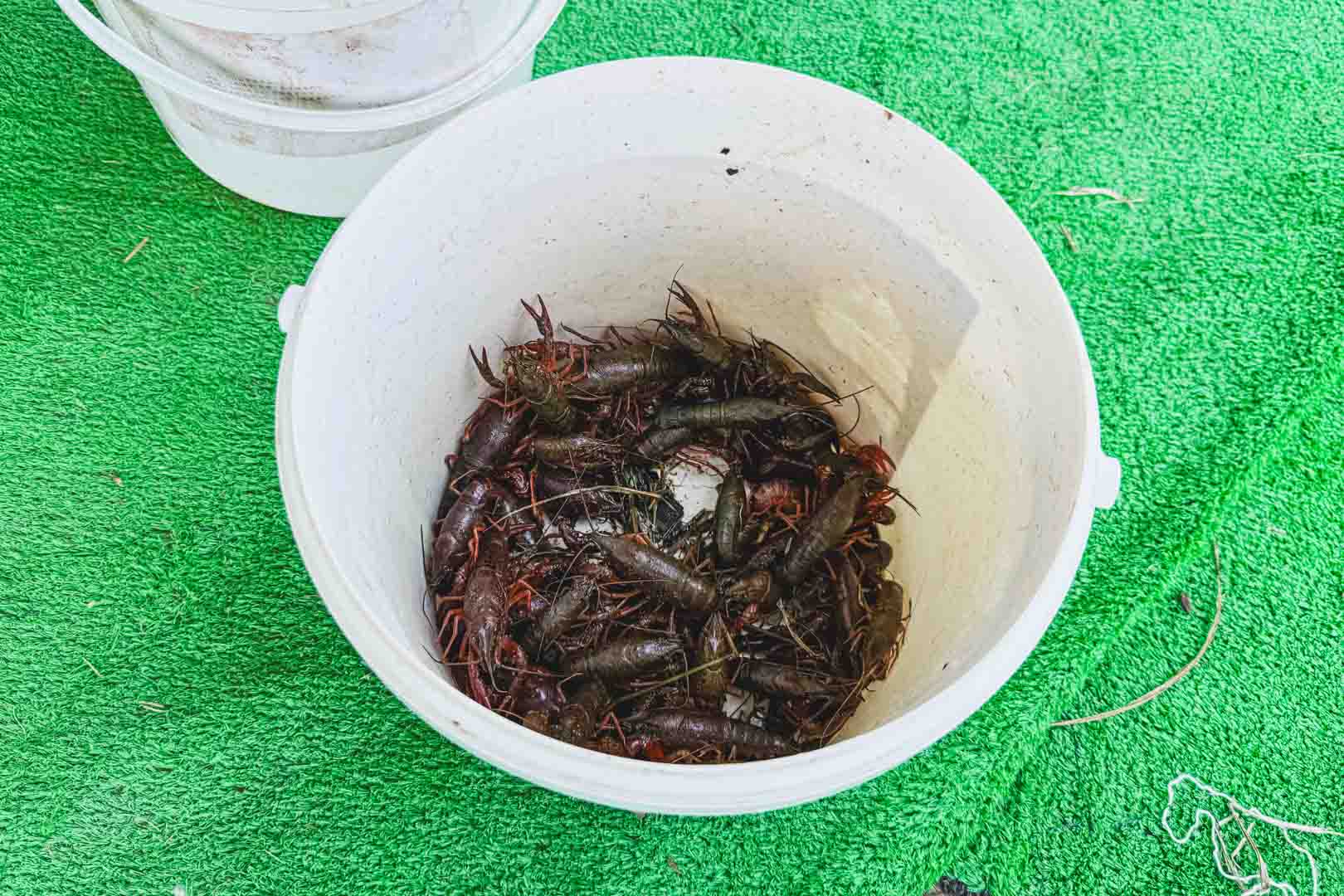 小鶴野田茶水, 小鶴野田茶水 釣蝦, 小鶴野田茶水 免費入園, 金山景點, 新北景點 小鶴野田茶水, 小鶴野田茶水 釣蝦, 小鶴野田茶水 免費入園, 金山景點, 新北景點