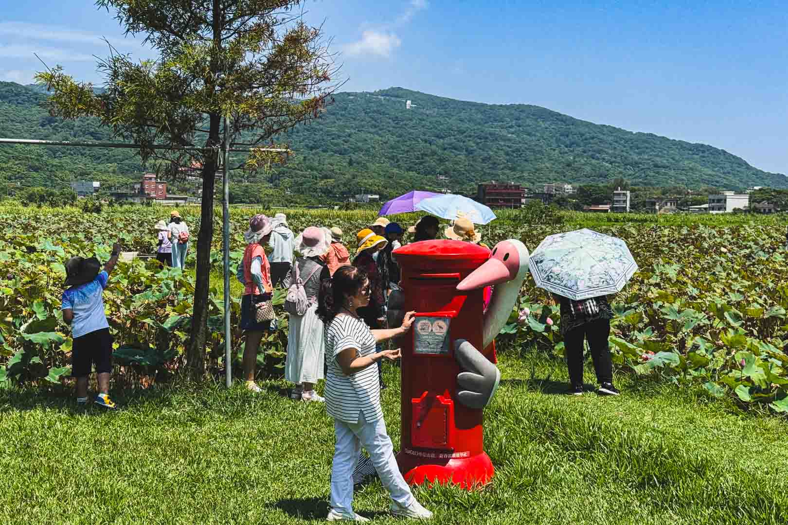小鶴野田茶水, 小鶴野田茶水 釣蝦, 小鶴野田茶水 免費入園, 金山景點, 新北景點