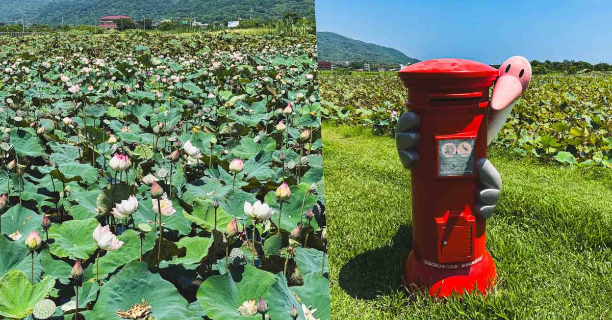 小鶴野田茶水,小鶴野田茶水 釣蝦,小鶴野田茶水 蓮花,新北景點,金山景點,小鶴野田茶水 免費入園 @趁早出門吃飽飽